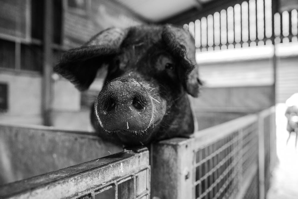 pig