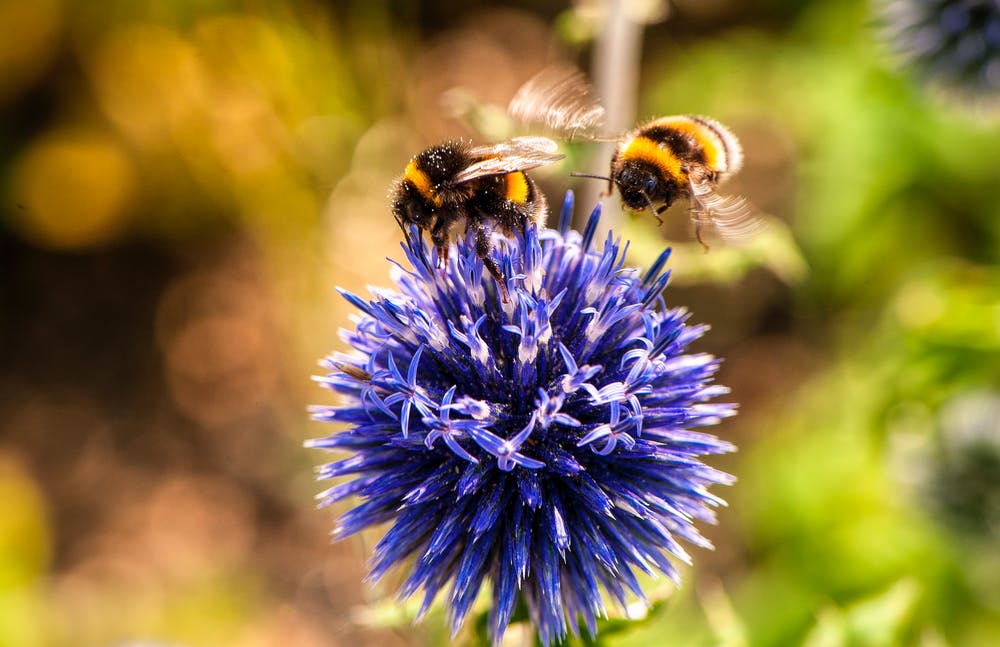 bees2