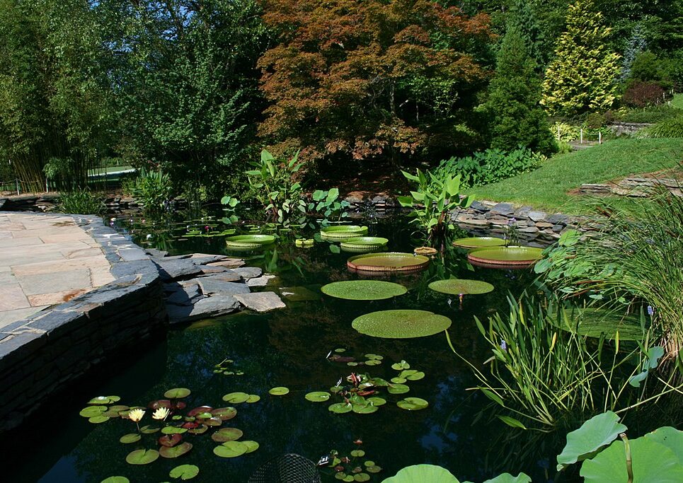 1024px-2008-07-24_Lily_pond_at_Duke_Gardens_2 Kerti tó ötletek, Ildar Sagdejev (Specious), CC BY-SA 4.0 , via Wikimedia Commons