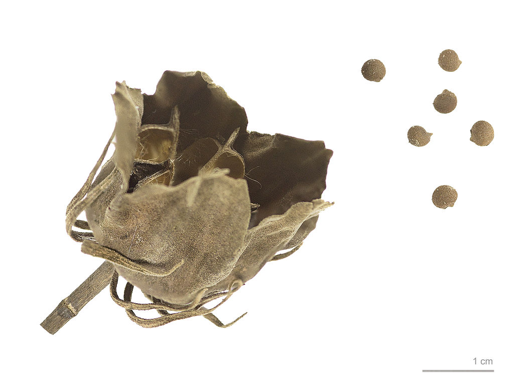 Mocsári hibiszkusz magról, Muséum de Toulouse, CC BY-SA 3.0 <https://creativecommons.org/licenses/by-sa/3.0>, via Wikimedia Commons