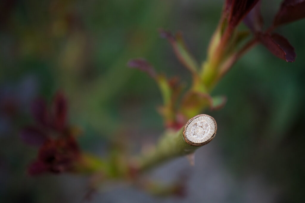 Rózsa virágzás utáni metszése. Ivan Radic - Close-up of the spot were rose plant was cut during pruning