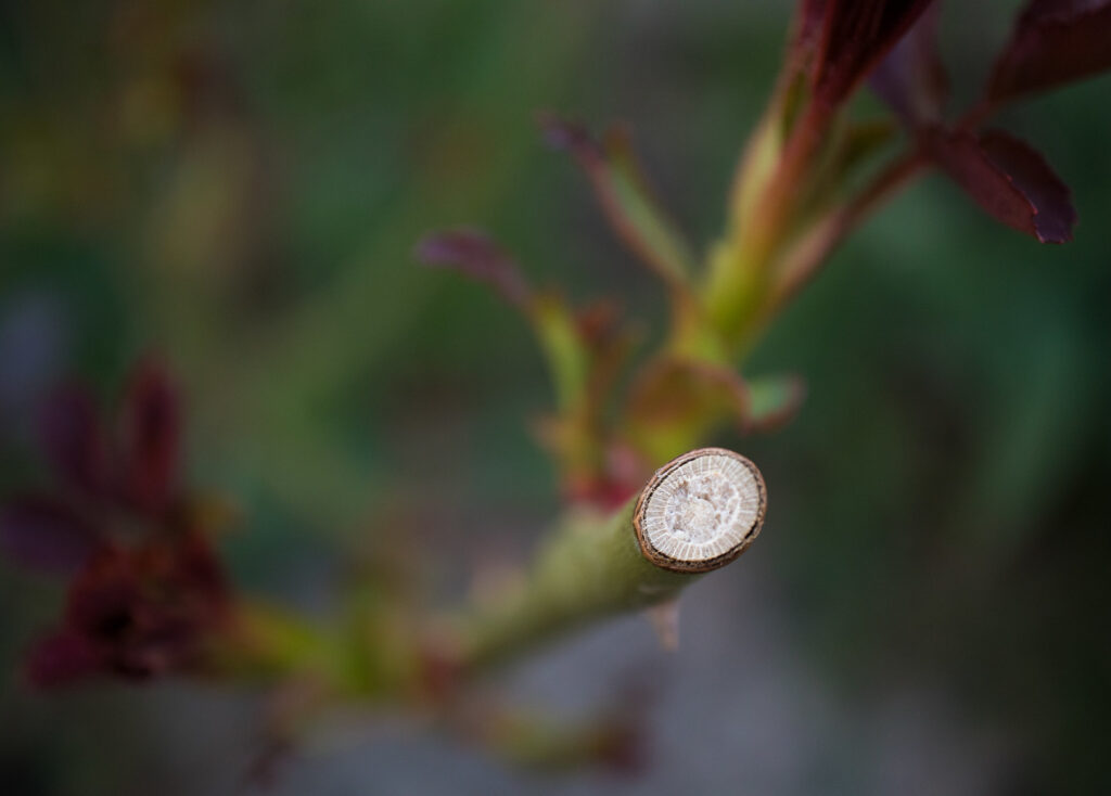 Rózsa virágzás utáni metszése. Tavaszi kerti munkák. Ivan Radic - Close-up of the spot were rose plant was cut during pruning