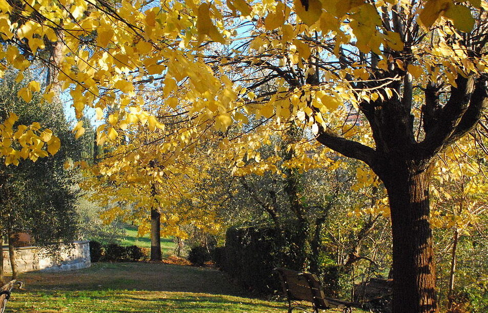 Autumn_garden_EUI_(6542975795) Őszi lemosó permetezés ideje, bio lemosó permetszerek házilag. European University Institute from Italy, CC BY-SA 2.0 , via Wikimedia Commons