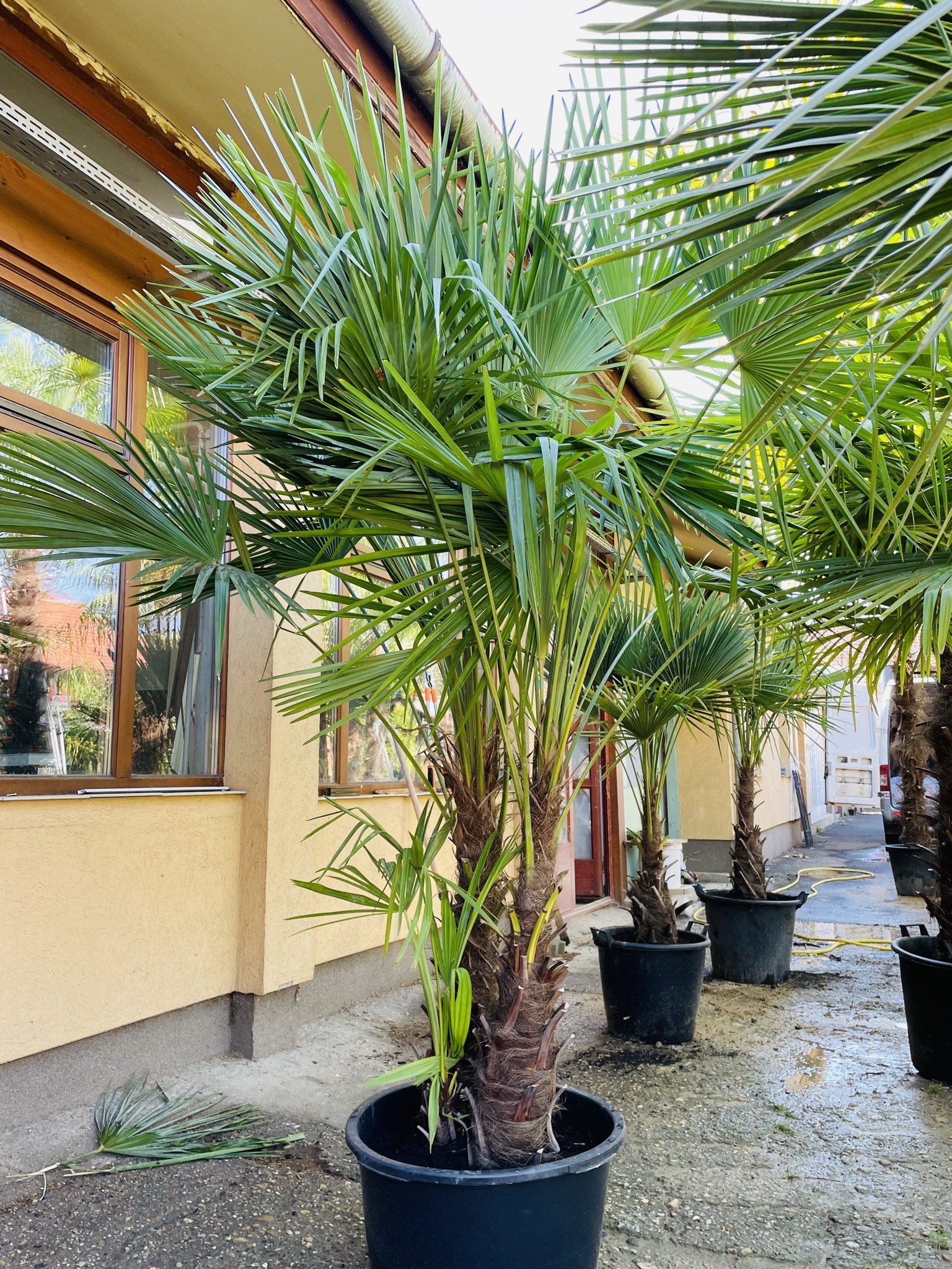 Pálmafa gondozása Greenman Agroval