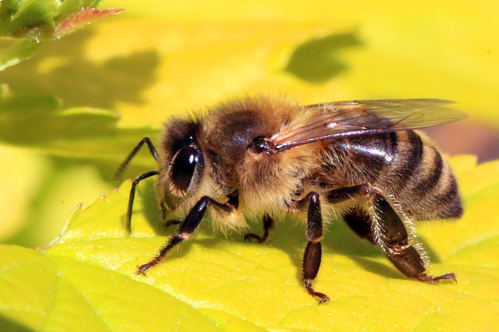 Honey_bee_(Apis_mellifera) Bioméhészet és a bioméhészet feltételei. Probiotikus kezelések a méhek egyészségéért. Bioméhészet és bioméhészet feltételei. Probiotikus készítmények méheknek. Charles J. Sharp, CC BY-SA 3.0 , via Wikimedia Commons