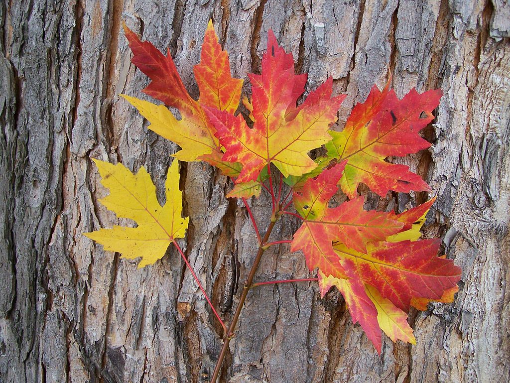 Silver_maple_5058 Őszi lemosó permetezés kártevők ellen. T.Voekler, CC BY-SA 3.0 , via Wikimedia Commons