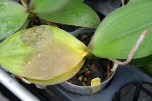 Miért sárgul az orchidea levele? Scot Nelson, CC0, via Wikimedia Commons