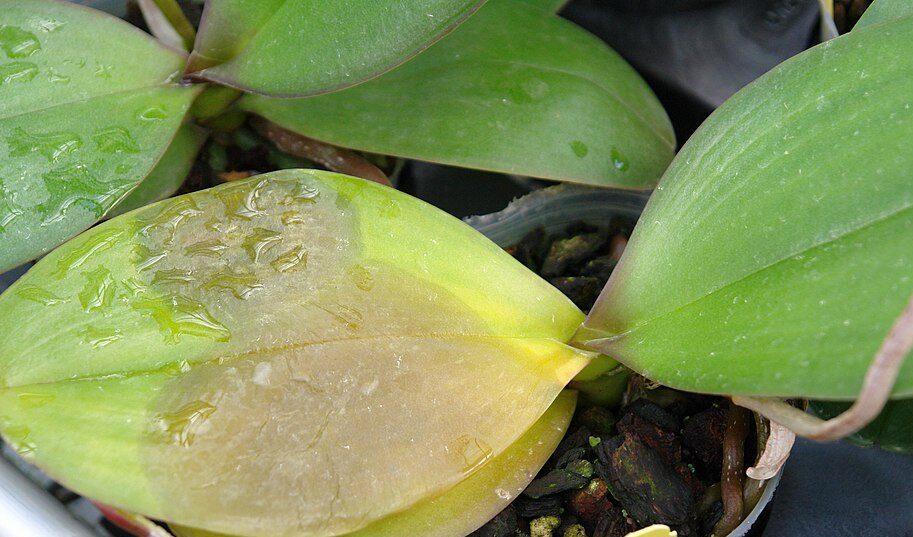 Bacterial_leaf_blight_orchid_caused_by_Erwinia_sp._(5832793177) Miért sárgul az orchidea levele? Scot Nelson, CC0, via Wikimedia Commons