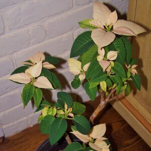 Champagne_Bonsai_Poinsettia
