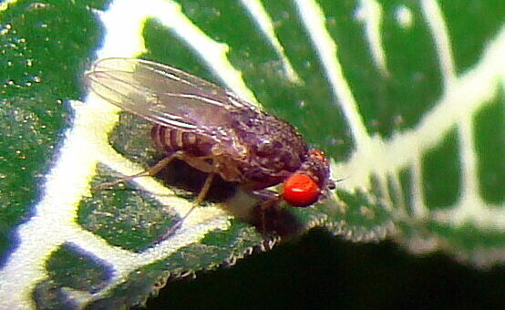 Fruit_fly_Drosophila_Hydei - Muslica ellen természetes módszerekkel Muslica ellen - Pogrebnoj-Alexandroff, CC BY 3.0 , via Wikimedia Commons