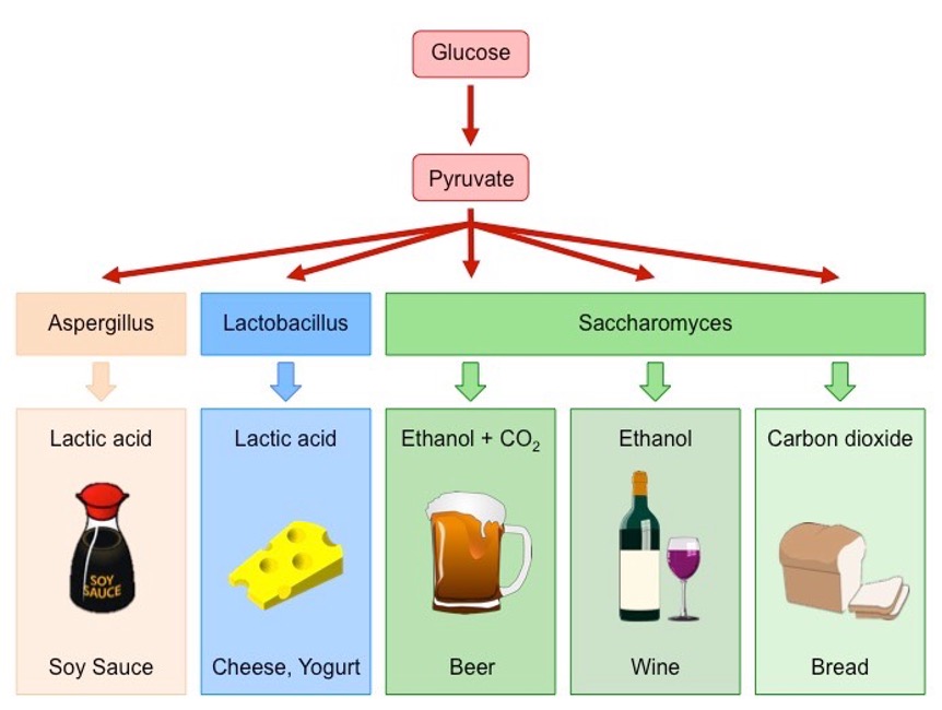 Mi a fermentálás: Folyamata, menete, típusai. http://ib.bioninja.com.au/standard-level/topic-2-molecular-biology/28-cell-respiration/yeast-fermentation.html