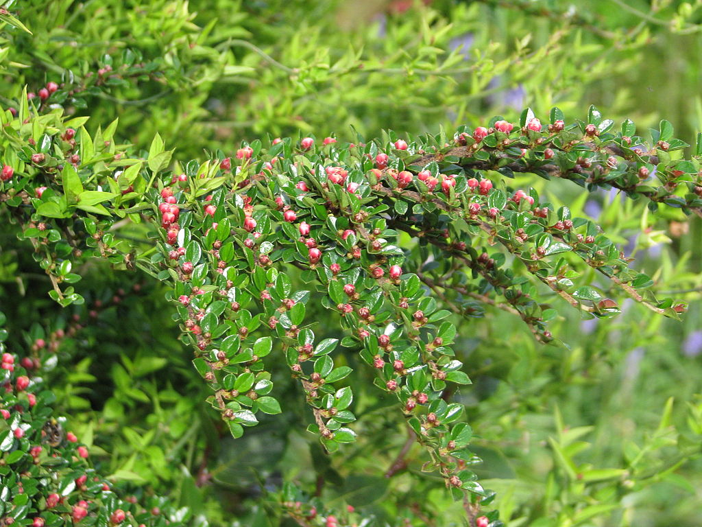Kerti sövény gondozása - peganum from Henfield, England, CC BY-SA 2.0 <https://creativecommons.org/licenses/by-sa/2.0>, via Wikimedia Commons