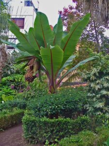 Abesszin banán (Ensete ventricosum)