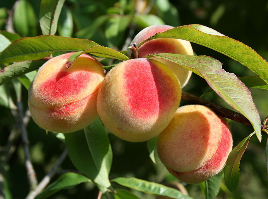 Lemoso-permetezes-gyumulcsosben-oszibarack-1024px-Prunus_persica_-_Peach_Hungary Lemosó permetezés gyümölcsösben - Takkk, CC BY-SA 3.0 , via Wikimedia Commons