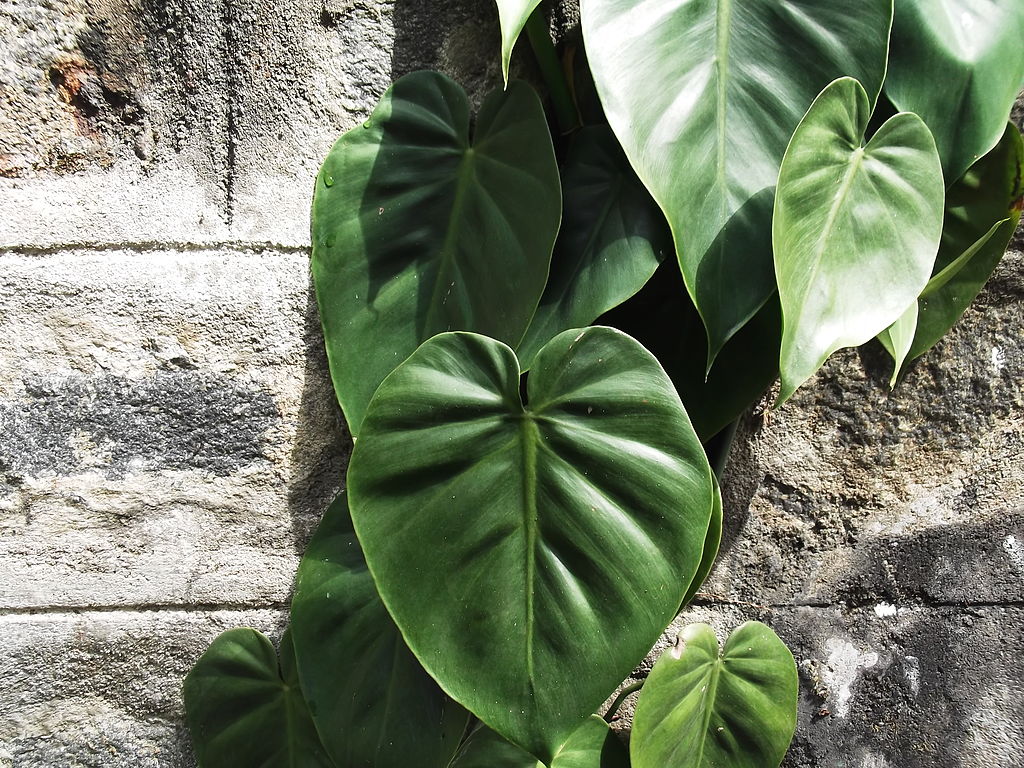 futonovenyek-kuszo-filodendron-Philodendron_scandens_oxycardium-BSI-yercaud-salem-India