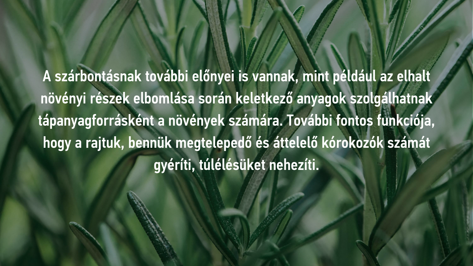 Szárbontás