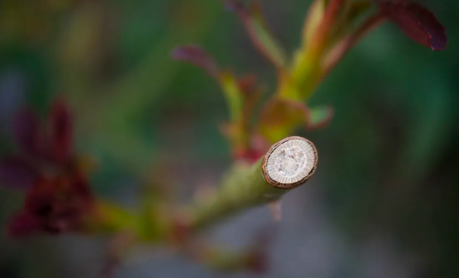 1 Rózsa virágzás utáni metszése. Ivan Radic - Close-up of the spot were rose plant was cut during pruning