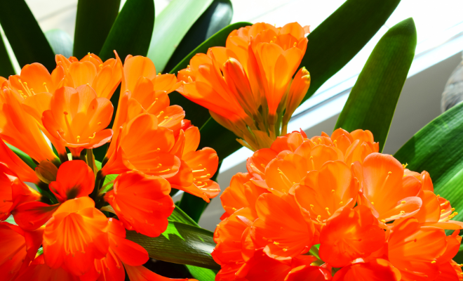 Kafferliliom - Clivia Kafferliliom - Clivia