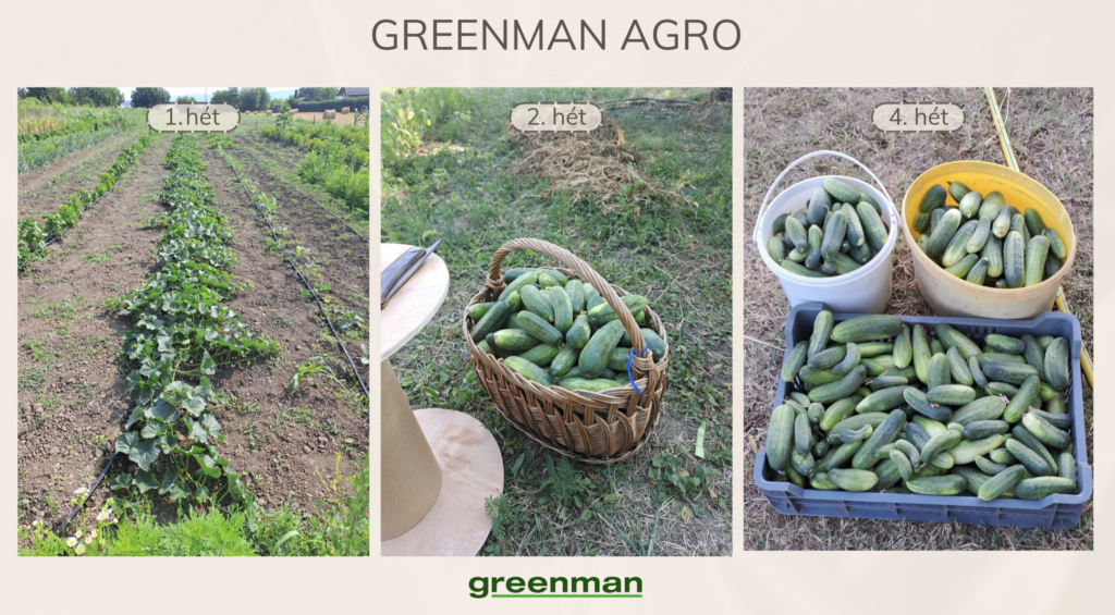 Uborka ültetése - Greenman Agro használata után
