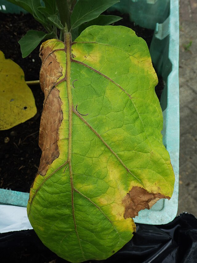 Leander gombás betegségei: Verticillium dahliae