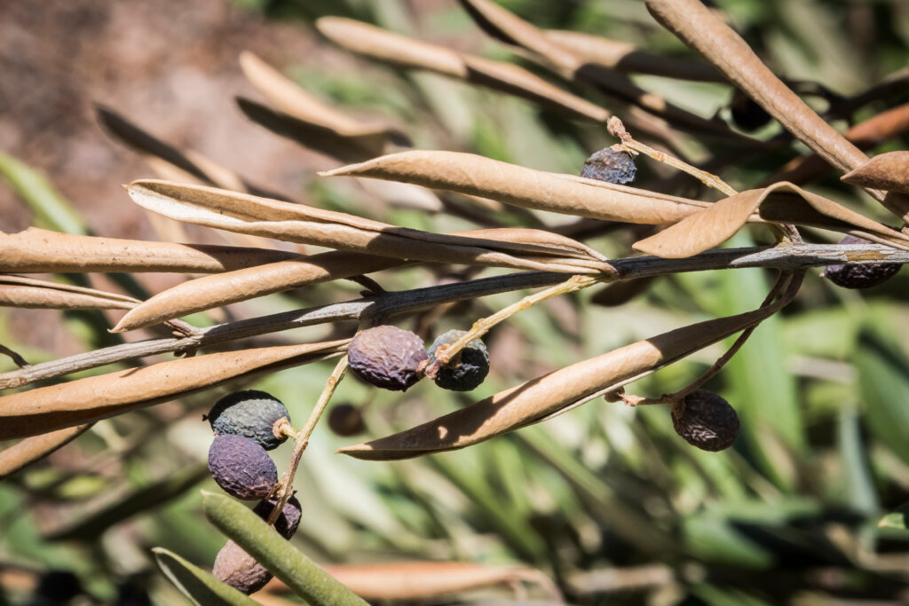 Leander baktériumos betegségei: Xylella fastidiosa