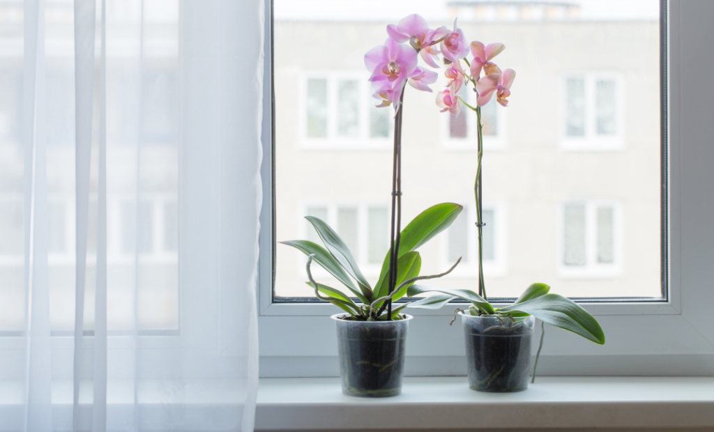 Orchidea gondozása