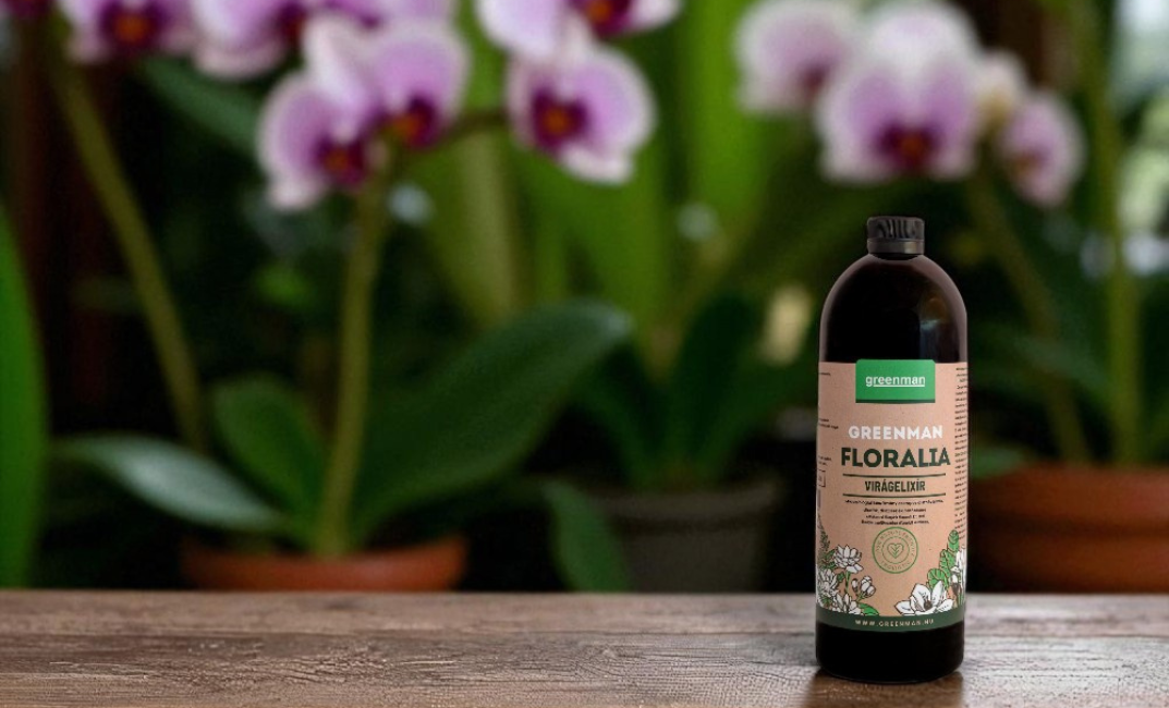 Greenman Floralia - orchidea teleltetése