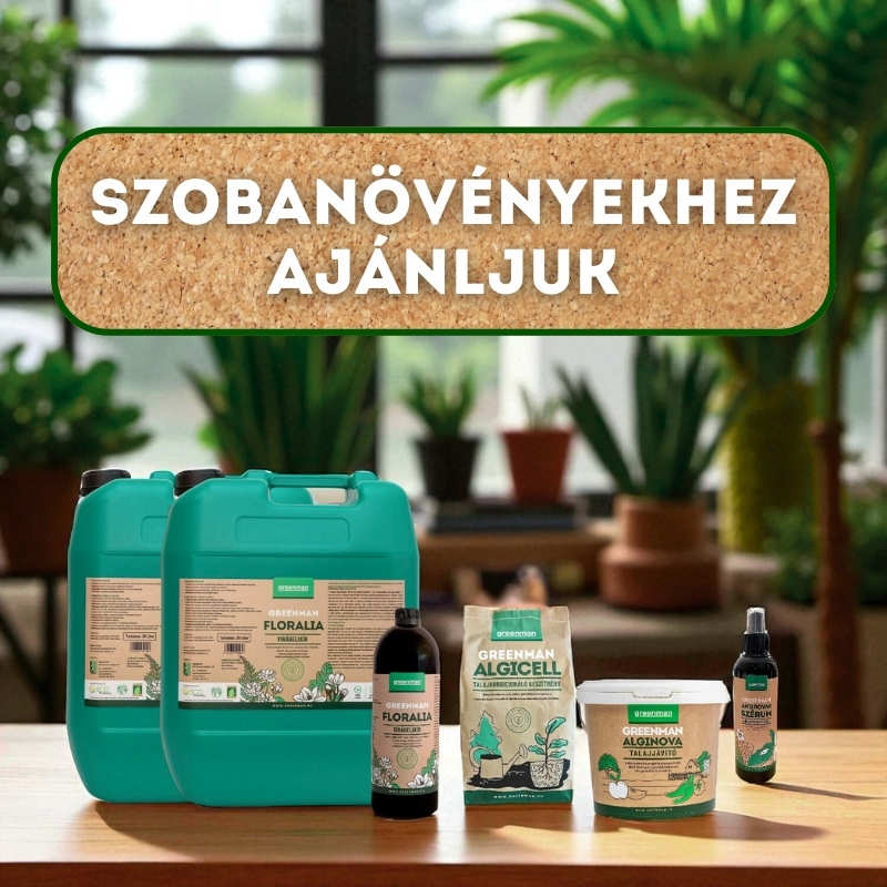 Szobanövények Szobanövények